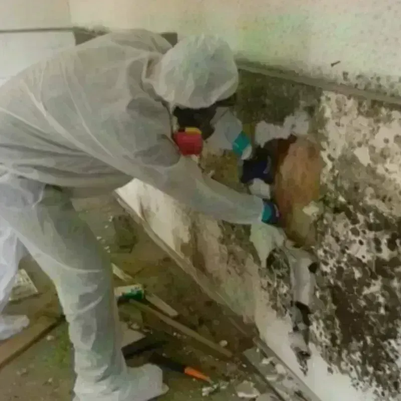 Mold Remediation and Removal in Ashland, NJ